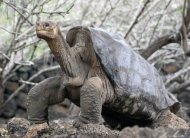 El 'Solitario Jorge', la última tortuga gigante de su especie que habitaba en las islas Galápagos, en una foto de 2007. El animal murió el 24 de junio tras infructuosos intentos para que se reprodujera (AFP/Archivos | Rodrigo Buendía)