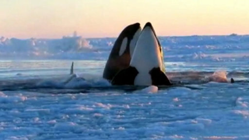 Trapped Killer Whales Free Themselves