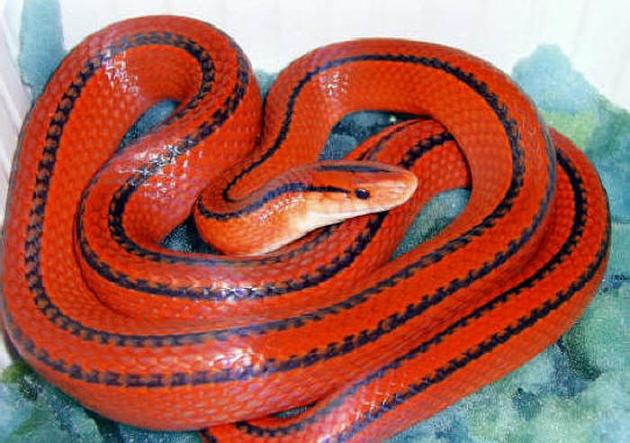 Bí ẩn loài rắn đỏ tuyệt đẹp ở Việt Nam