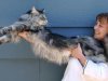 Πέθανε η πιο μακριά γάτα του κόσμου