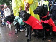 遭法官歧視 導盲犬團體陳情