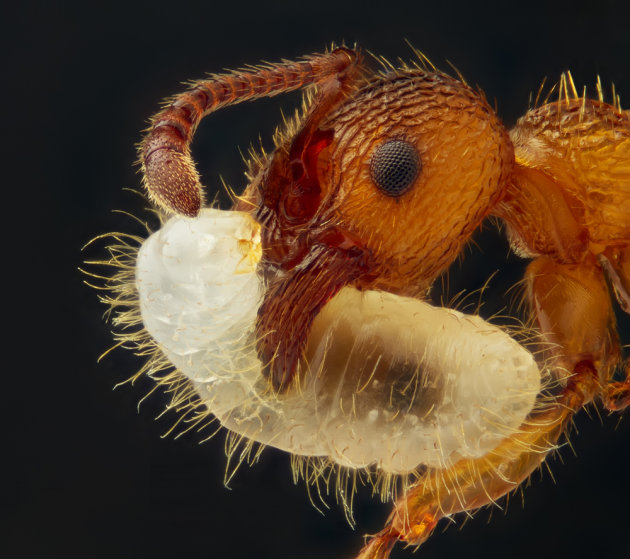 أفضل الصور المجهرية في مسابقة عالمية 09-myrmica-ant-jpg_162007