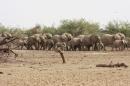 A herd of desert elephants searches for water in the drought stricken Gourma region of southern Mali