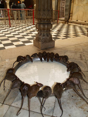 En la India hay un templo sagrado que es gobernado por las ratas
