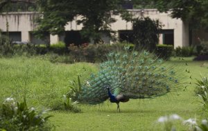 A peacock dances inside the Faridkot estate, in New …