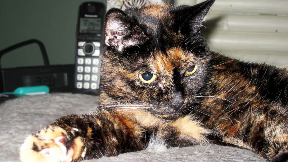 World's Oldest Cat, Tiffany Two, Celebrates 27th Birthday
