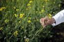 File photo of an Indian scientist holding a GM rapeseed crop under trial in New Delhi