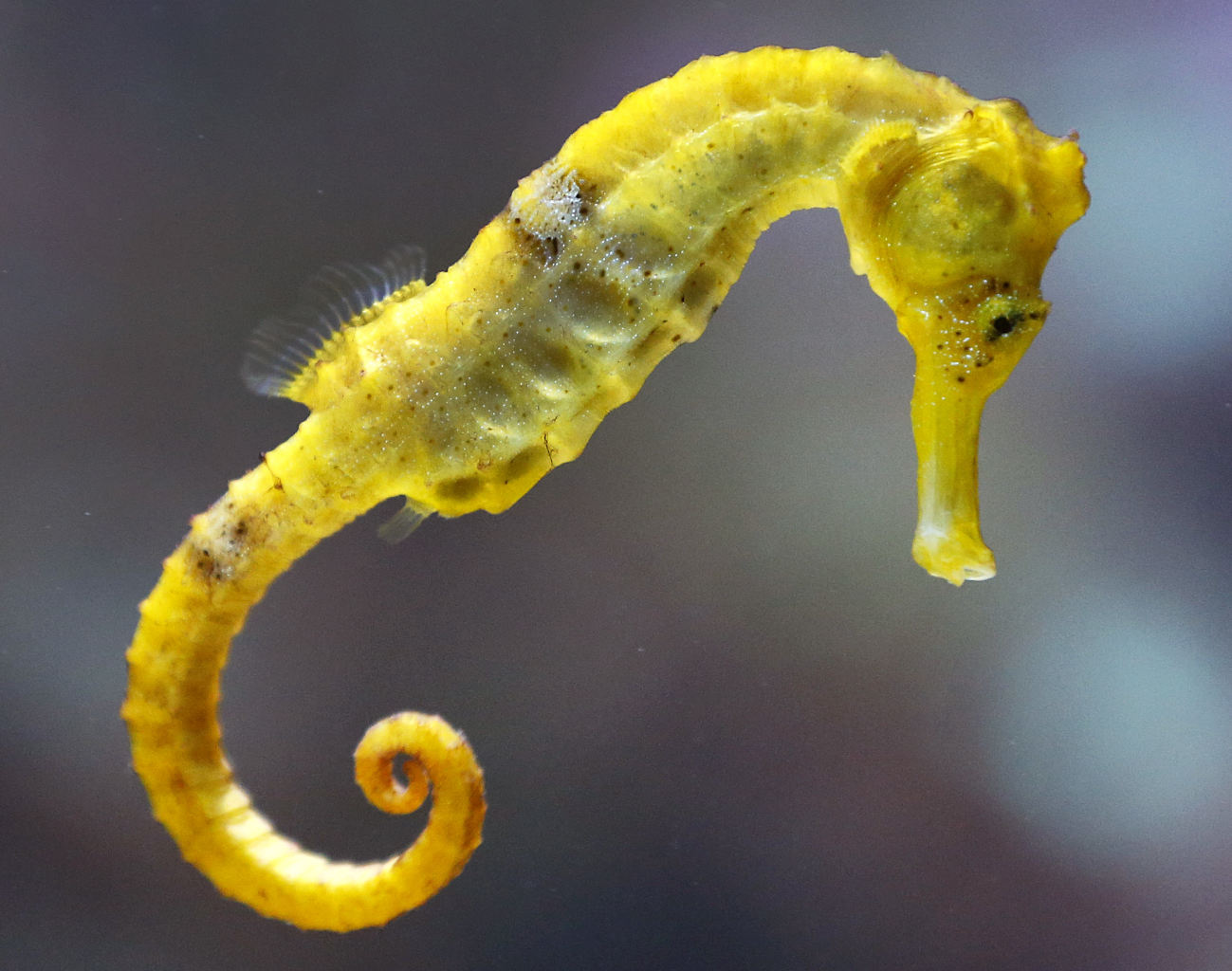 steiff seahorse