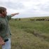 In this photo from Aug. 1, 2012, Todd Eggerling, of Martell, Neb., points to some of his cattle grazing on thin pasture. Due to the summer's record drought and heat his cattle operation is in bad shape. Eggerling would normally graze his 100 head of cattle through September, but the drought has left his pastureland barren. He's begun using hay he had planned to set aside for next year's cattle, and is facing the reality that he will have to sell the cattle for slaughter early at a loss. (AP Photo/Nati Harnik)