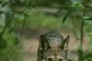 Handout of a red wolf walking in the Alligator River National Wildlife Refuge in North Carolina