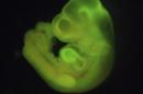 Handout image shows a mouse embryo formed with Stimulus-Triggered Acquisition of Pluripotency (STAP) cells