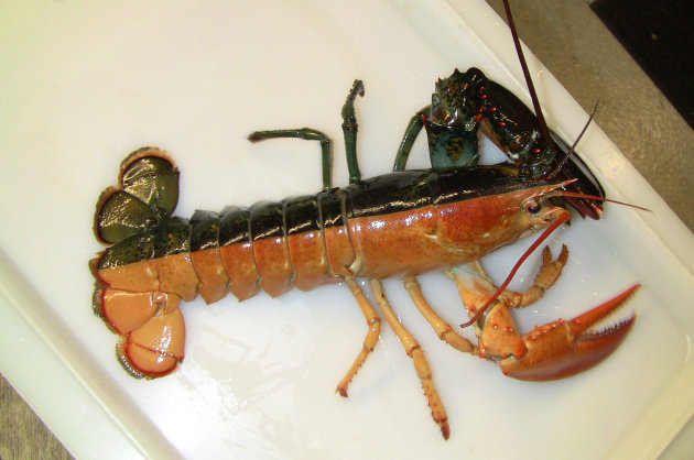 Lobster Dua Warna Tertangkap di Pantai Massachusetts