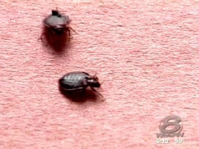 Bed Bugs Keep Exterminators Busy | View photo - Yahoo News