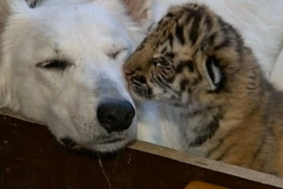 Dog adopts three tiger cubs abandoned by mother Dog-tiger-cub-bbc