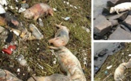 900 Babi Ditemukan Mati Mengambang di Sungai