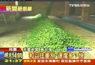 茶園開放觀光　遊客體驗採茶樂趣