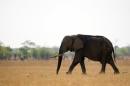 An African elephant is pictured on November 17, 2012 at Hwange National Park in Zimbabwe