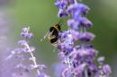A bee feeds on a lavender plant in Dublin