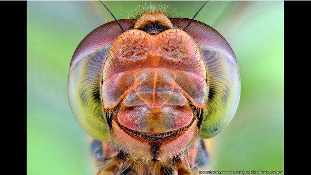 الحشرات كما لم تشاهدونها من قبل 130314150427-caters-bugs-in-shades-13-jpg_134535