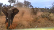 Un éléphant charge un groupe de touristes au Parc Naturel Kruger en Afrique du Sud