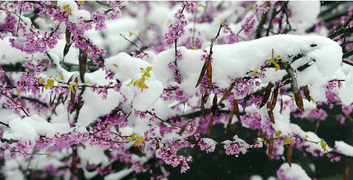 A flowering Dog wood tree in Johnstown, Pa., is covered by a fresh blanket of snow, Monday, April 23, 2012. A spring nor'easter packing soaking rain and high winds churned up the Northeast Monday morning, unleashing a burst of winter and up to a foot of snow in higher elevations inland, closing some schools and sparking concerns of power outages. (AP Photo/The Tribune-Democrat, Todd Berkey)