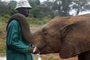 An elephant keeper interacts with an orphaned elephant during feeding time at the David Sheldrick Wildlife Trust Elephant Orphanage in Nairobi National Park