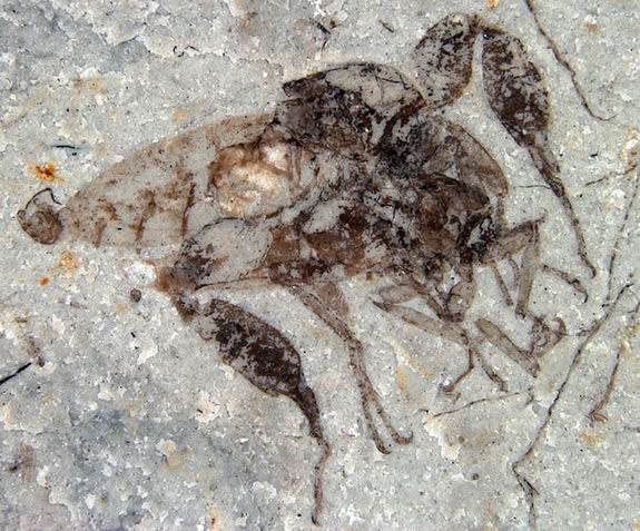 fossil-fly-sex-130220.jpg1361379377