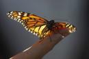 File photo of a monarch butterfly rests on a visitor's hand at the Monarch Grove Sanctuary in Pacific Grove
