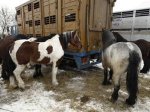 Poland finds signs of horse meat at three warehouses