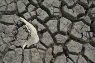 En las zonas de secano del planeta, donde viven 2.000 millones de personas, cada año se pierden entre 8 y 10 millones de hectáreas de suelo arable, una superficie similar a Austria. EFE/Archivo