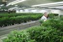 Workers tend to medical marijuana plants at a new commercial operation in Smiths Falls, Ontario on February 4, 2014