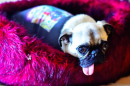 Mabel the pug is New York City's greatest fashionista