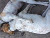 Λέσβος: Βρήκαν δύο νεκρά σκυλιά που τα δηλητηρίασαν αγκαλιασμένα
