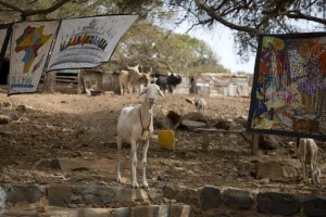 A goat stands among painting for sale on Goree Island, …