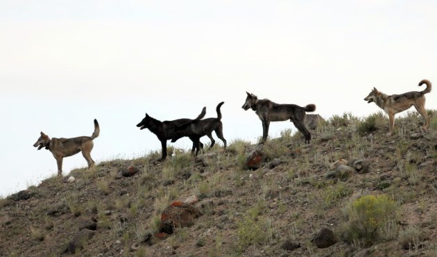 FILE - In this August 2012 file photo provided by Wolves of the Rockies, the Lamar Canyon wolf pack moves on a hillside in Yellowstone National Park, Wyo. As the progeny of wolves reintroduced to Yellowstone and central Idaho in 1995 and 1996 spread across the West, an accidental experiment has developed. A temporary court order has made Oregon a wolf-safe zone, where wildlife agents are barred from killing wolves that attack livestock. Over the past year, the numbers of wolves has risen to 46 in Oregon, but livestock attacks have remained static. In neighboring Idaho, the number livestock attacks rose dramatically as the numbers of wolves killed by hunters and wildlife agents also increased. (AP Photo/Wolves of the Rockies, File)