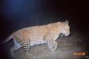 Big Cats Eat Dogs in India, Leopard Poop Reveals