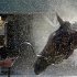 Trainer Rudy Rodriguez watches Kentucky Derby hopeful Vyjack get a bath after a workout at Churchill Downs Tuesday, April 30, 2013, in Louisville, Ky. (AP Photo/Charlie Riedel)