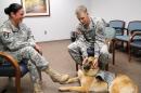 Canines Help Soldiers Connect and Heal in Counseling