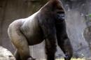 Gorilla walks in Mexico City's Chapultepec Zoo