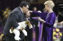 Sky, a wire fox terrier, is held as his handler Gabriel Rangel kisses the hand of judge Betty Regina Leininger after winning best of show during the Westminster Kennel Club dog show, Tuesday, Feb. 11, 2014, in New York. (AP Photo/John Minchillo)
