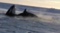 Raw: Whales Trapped Under Ice in Canada
