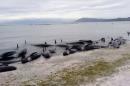 Stranded pilot whales are seen on the beach in Golden Bay, New Zealand after one of the country's largest recorded mass whale strandings on Friday, in this still frame taken from video