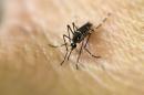 US authorities have issued travel notices due to mosquito-borne Zika virus for 43 countries and territories, mainly in the Caribbean, central and south America