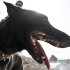 Dogs trained to bite you directly in the testicles will patrol Euro2012