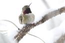 A hummingbird perches on a branch covered in fresh snow from a spring snowstorm, at Eldorado Canyon State Park, in Eldorado Springs, Colo., on Monday, May 12, 2014. A spring storm has brought up to three feet of snow to the Rockies and severe thunderstorms and tornadoes to the Midwest. In Colorado, the snow that began falling on Mother's Day caused some power outages as it weighed down newly greening trees. (AP Photo/Brennan Linsley)