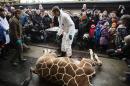 People look on as a veterinarian prepares to dismember the giraffe Marius after it was killed in Copenhagen Zoo