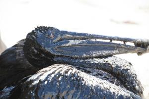 A pelican covered in oil sits on a beach about a mile &hellip;