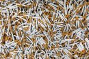 A box with excluded non-standard cigarettes is seen at the cigarette-maker Philip Morris International Inc. in Kutna Hora