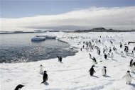Grandes volúmenes de metano, un gas de efecto invernadero, podrían haberse producido bajo el hielo del Antártico durante millones de años y podrían añadirse a la amenaza global si consiguieran llegar a la atmósfera por el deshielo, dijo un estudio el miércoles. En la imagen, pengüinos en el Antártico en una imagen de archivo tomada el 12 de diciembre de 2009. REUTERS/Paukine Askin/Files