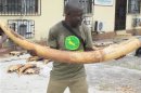 A man holds up an ivory tusk in Gabon